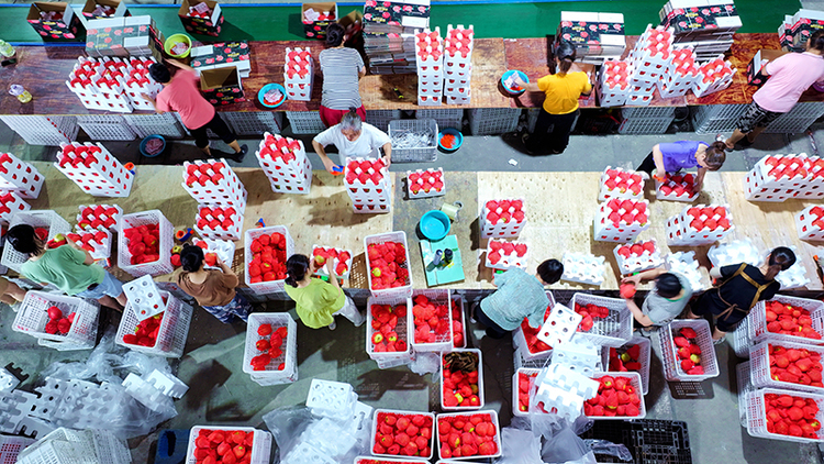 眉山仁寿 电商新业态拓宽水果销路，助力农民增收