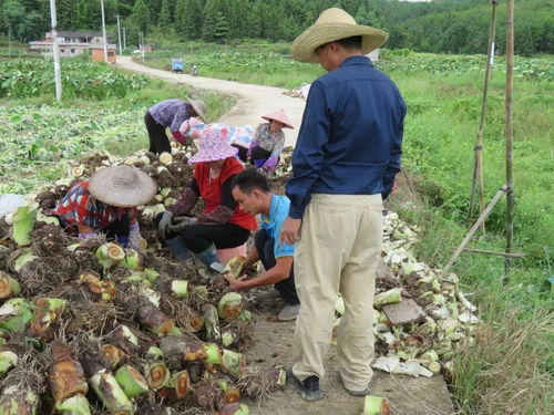 中山危福良 深耕槟榔芋产业，铺就村民致富路