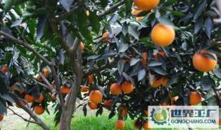 脐橙合作社原产地直销 优质红肉脐橙，从果园直达餐桌的甜蜜馈赠